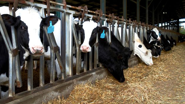 Víctor deja su trabajo de ejecutivo en Inglaterra para cuidar 200 vacas en un pueblo de Toledo: “Era el momento de tomar el relevo”