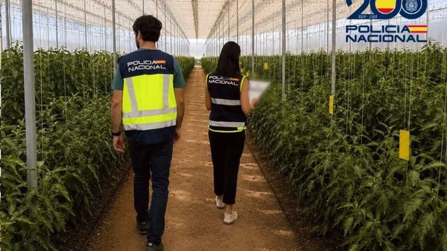 La Policía destapa un fraude de 1,8 millones a la Seguridad Social mediante una red de empresas agrícolas en Almería