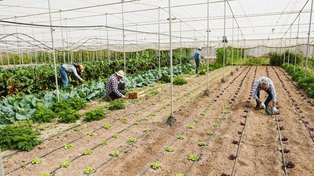 El verano bajo plástico: el 64% de los trabajadores de los invernaderos de Almería sufre síntomas por el calor
