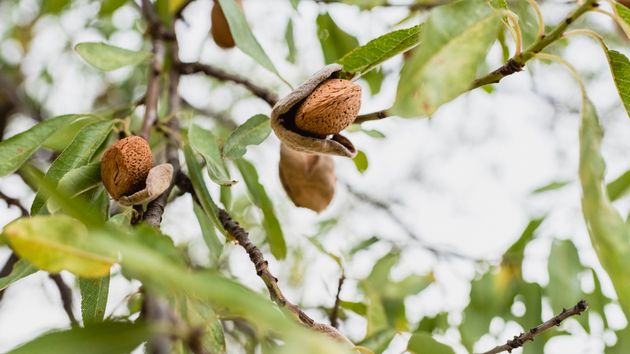 La cosecha de almendra en Almería cae un 30% por el clima: precios de salida y el trámite obligatorio para pedir ayudas