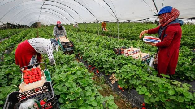 La Junta de Andalucía lanza una guía con 11 cultivos para combatir hongos y nematodos en los invernaderos de Almería