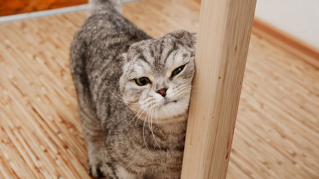 Un casero se niega a que su inquilino tenga un gato por miedo a que le pase algo y el juez considera sus motivos “especulativos”: la comunidad de vecinos termina prohibiéndolo