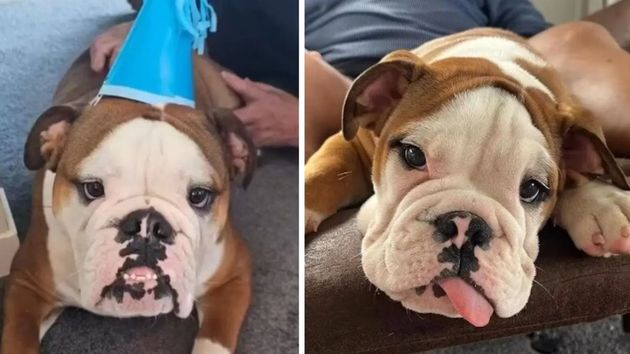Ocultan que tienen un perro, pero el casero descubre la verdad por el vídeo de su primer cumpleaños en Facebook: tendrán que pagar 11.000 euros