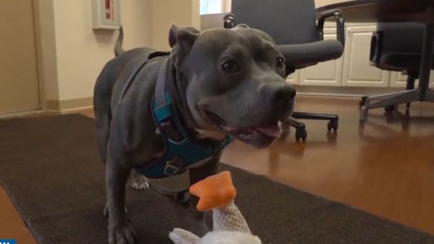 Adopta una perra que llevaba dos años en un refugio y 48 horas después le salva la vida al despertarla porque la casa se llenaba de humo