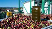 Una garrafa de aceite sobre cientos de aceitunas