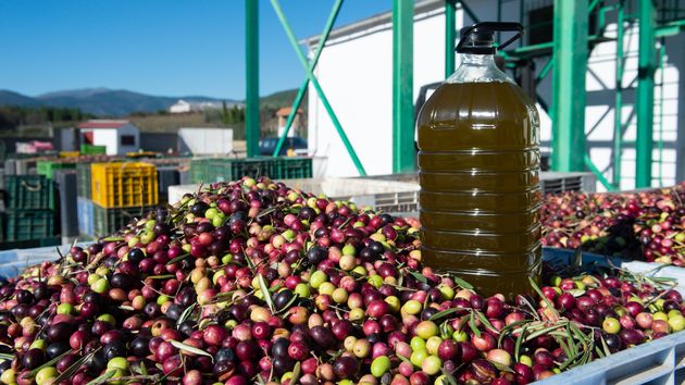 Una garrafa de aceite sobre cientos de aceitunas