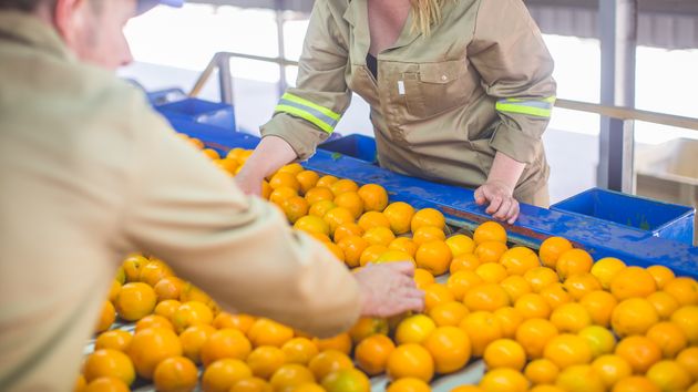 Dos personas en una cadena de envasado de naranjas 