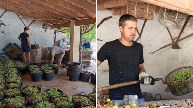 Ovidio trabajando la uva