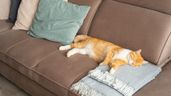 Un gato durmiendo en un sofá