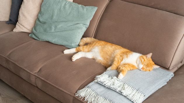 Un gato durmiendo en un sofá