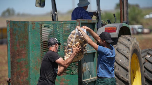 Agricultores cargando patatas