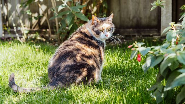 Un gato en un jardín 