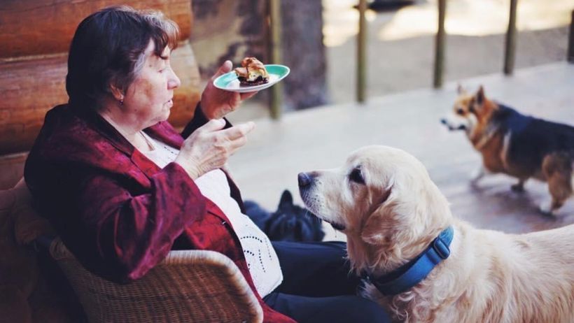 Una mujer deja casi 2 millones de euros para construir refugios para perros, pero la Justicia da la herencia a sus tres sobrinos porque el testamento era “demasiado genérico”