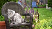 Un gato en un sillón en un jardín 