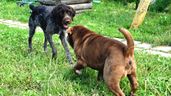 Dos perros en un jardín