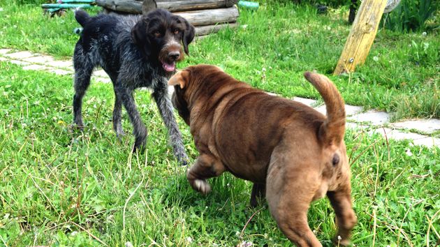 Dos perros en un jardín