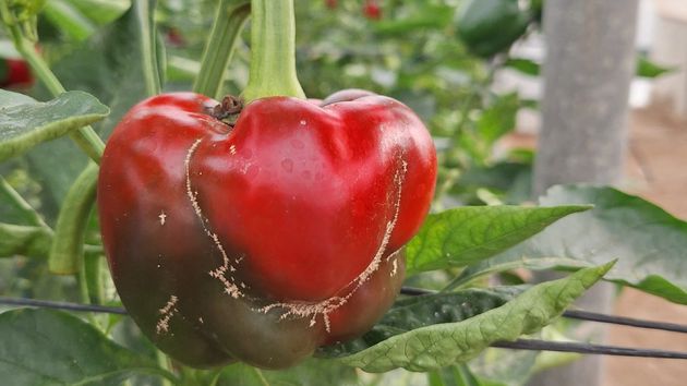 Un pimiento infectado con Thrips parvispinus
