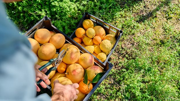 Trabajador recogiendo naranjas