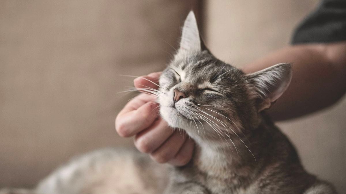 gato