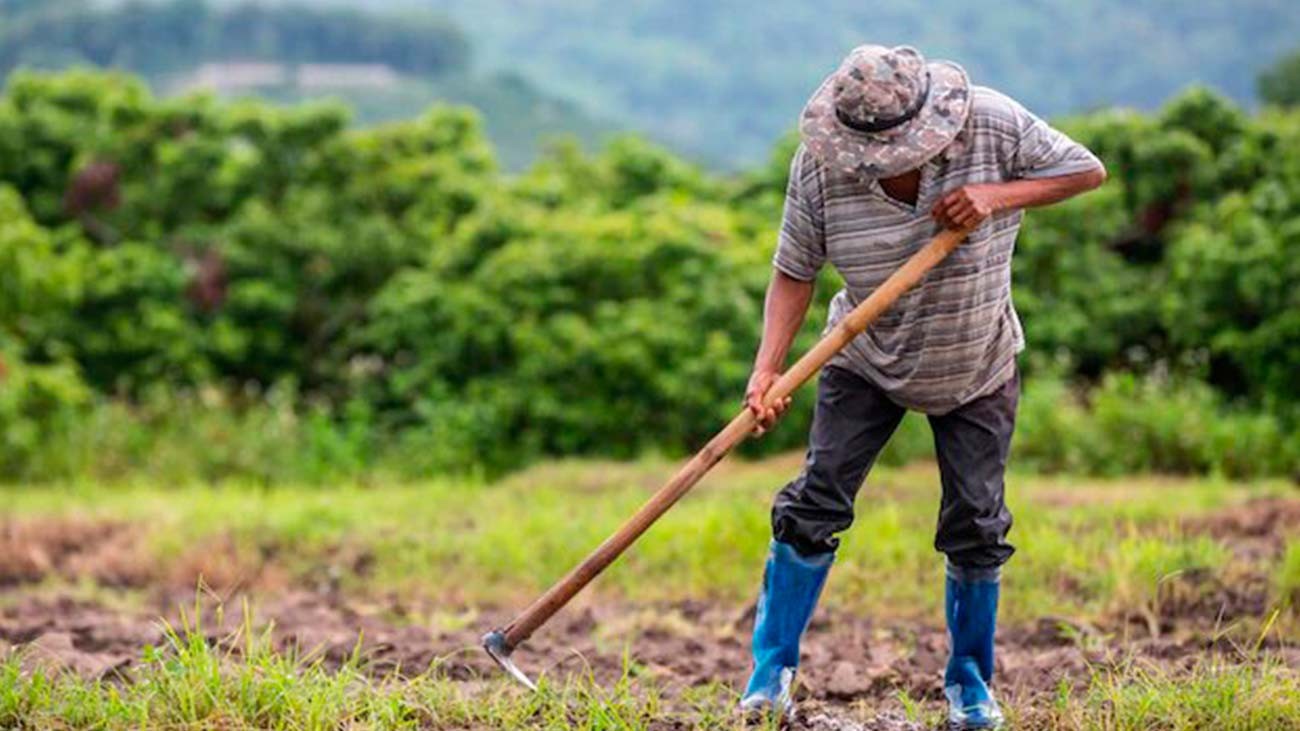 Este es el subsidio de 620 euros al mes que pueden solicitar los trabajadores del campo