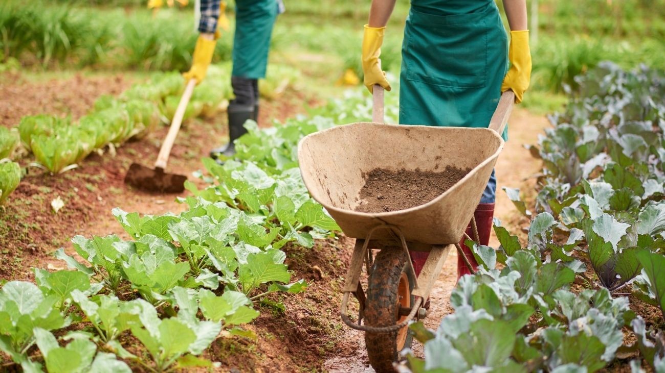 El SAE lanza una oferta de empleo para la campaña de frutos rojos