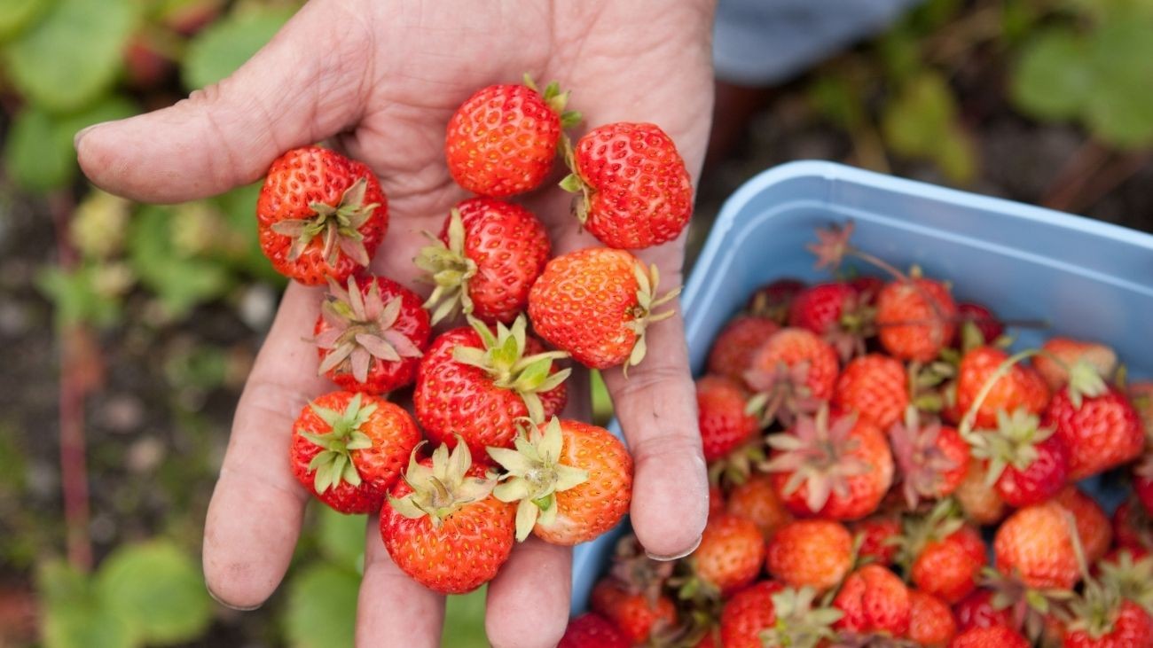 Oferta de empleo para 68 trabajadores en finca agrícola de Huelva