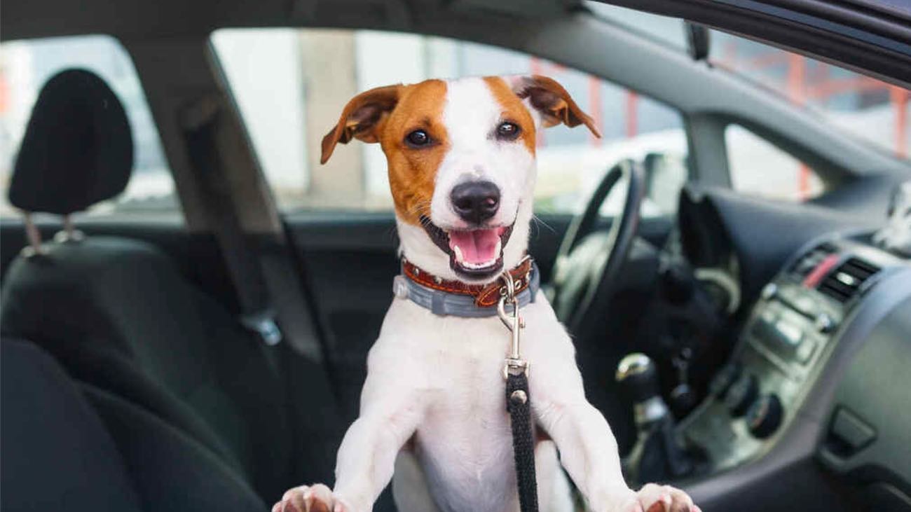 Nueva multa de la DGT de hasta 200 euros si llevas al perro en el coche