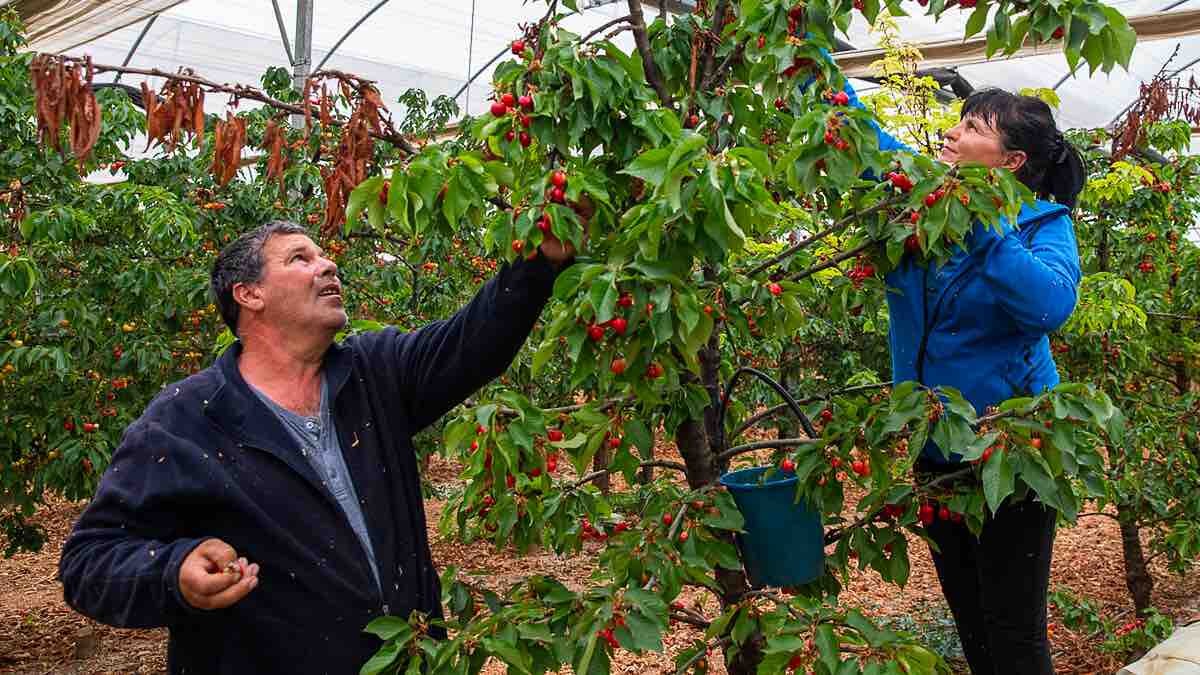 El SEPE busca trabajadores agrícolas para Bélgica con alojamiento por 150 euros
