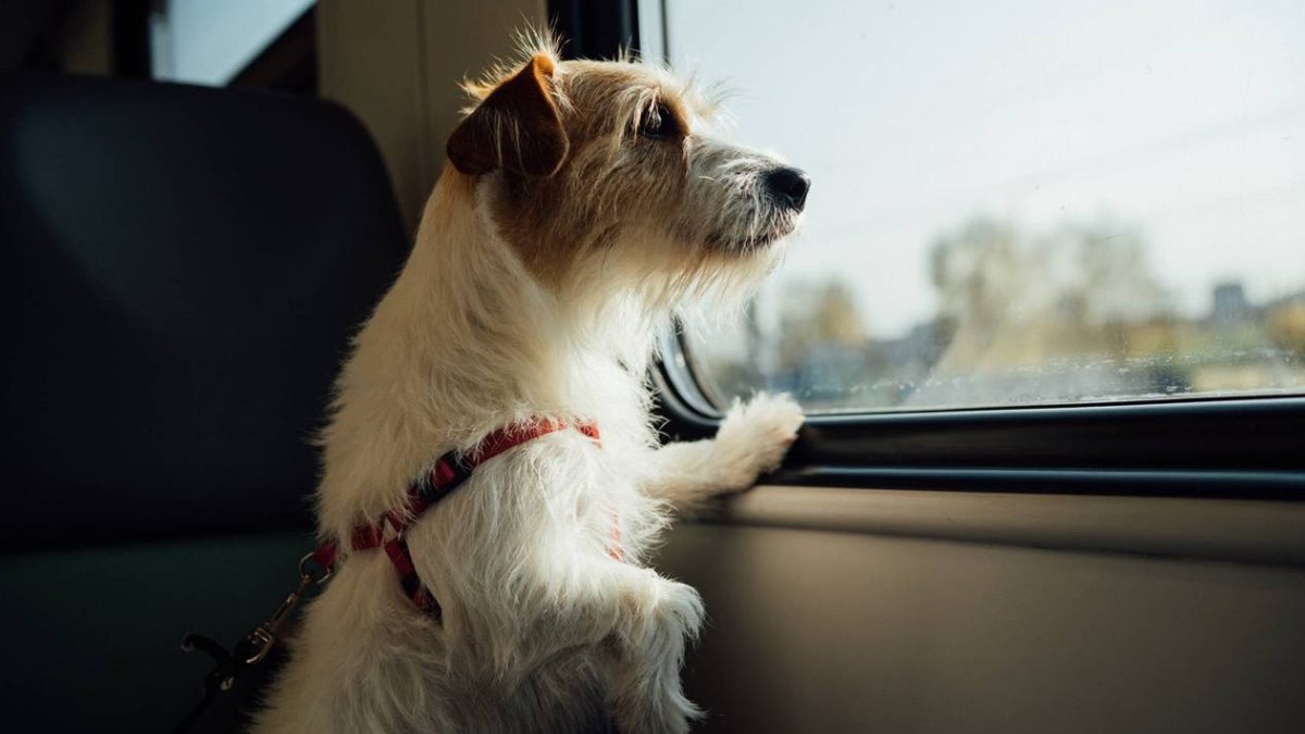 Renfe lanza este mes una prueba piloto para que viajen los perros de hasta 40 kilos