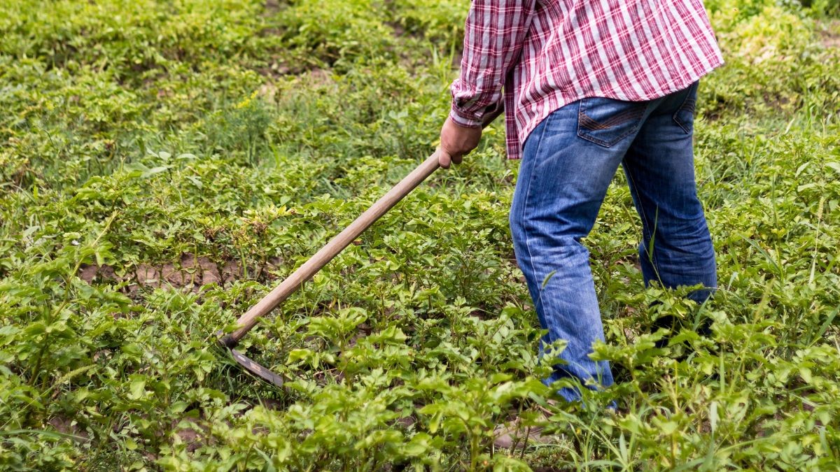 Oferta de empleo para 40 Trabajadores Agrícolas en Osuna, Sevilla
