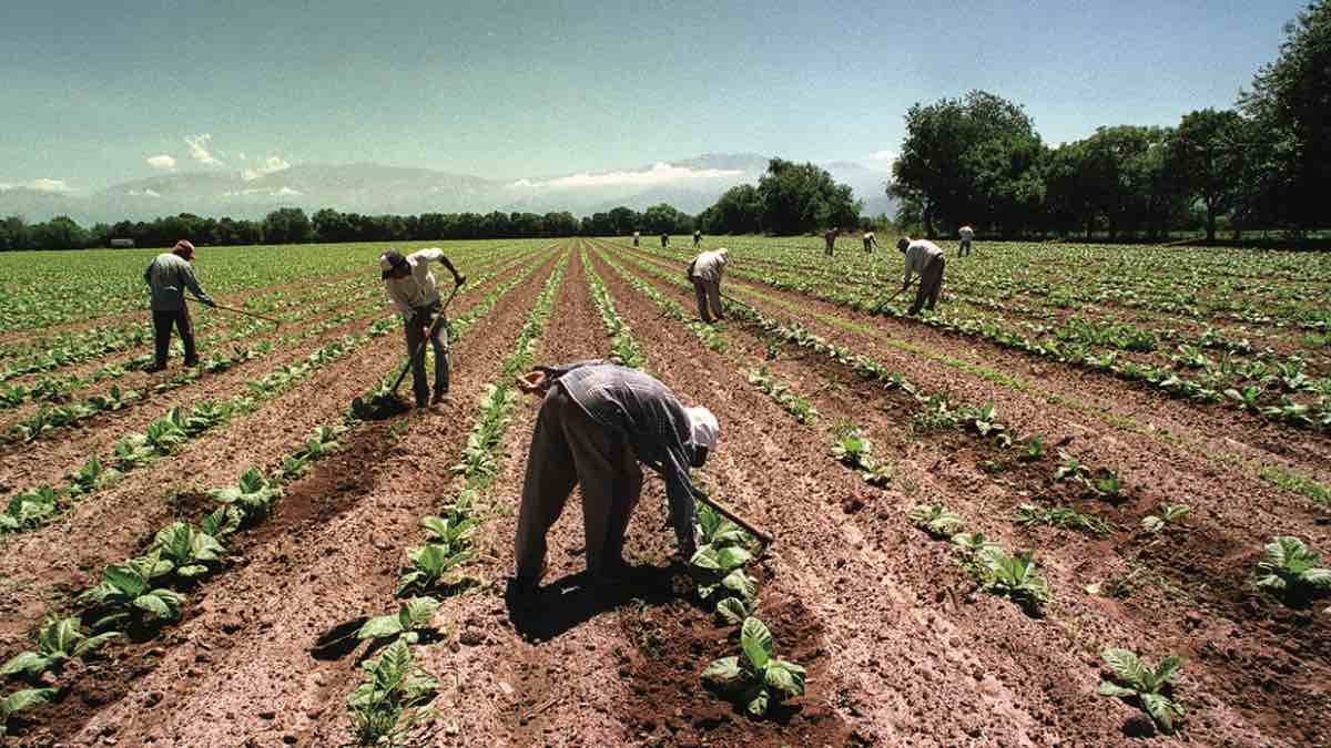 La ayuda para los trabajadores del campo llegará a los 642 euros en 2023