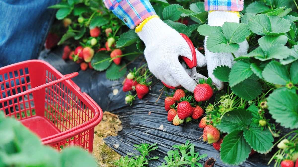 Necesitan a 600 peones agrícolas en Huelva: sueldo de 1.231 euros al mes
