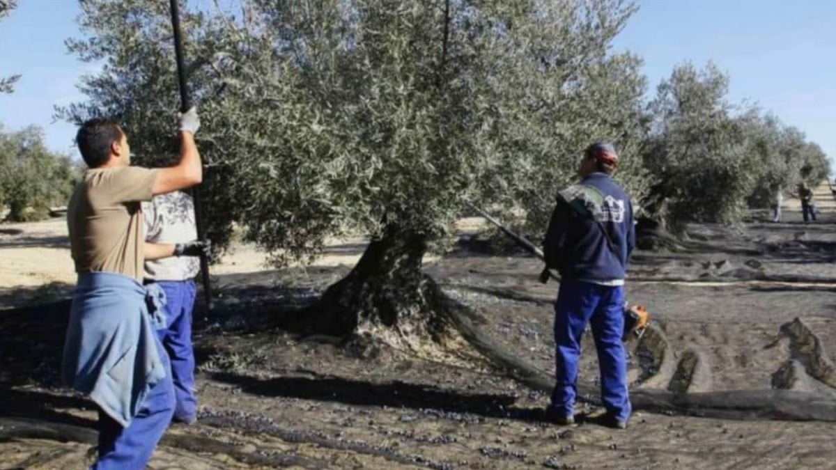 El Servicio Andaluz de Empleo busca 1.400 trabajadores en Andalucía