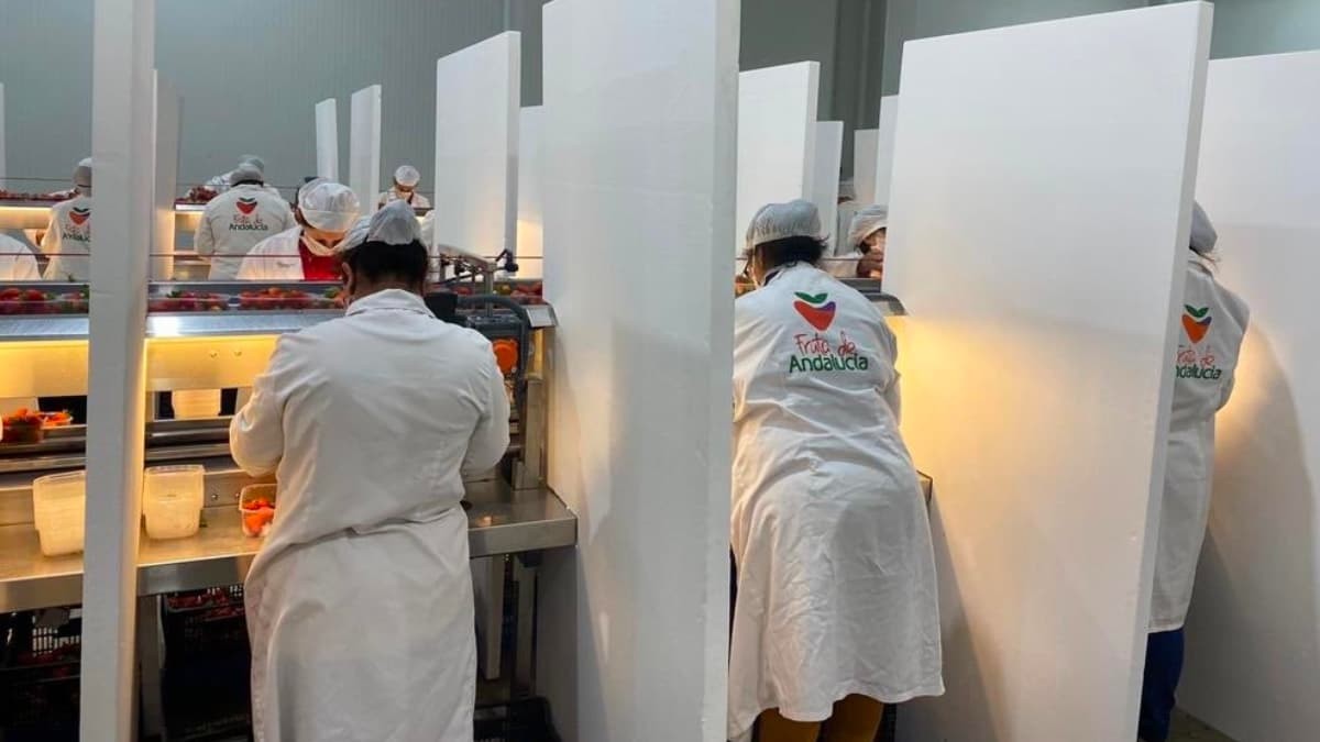Se buscan 95 manipuladores de frutos rojos en Huelva
