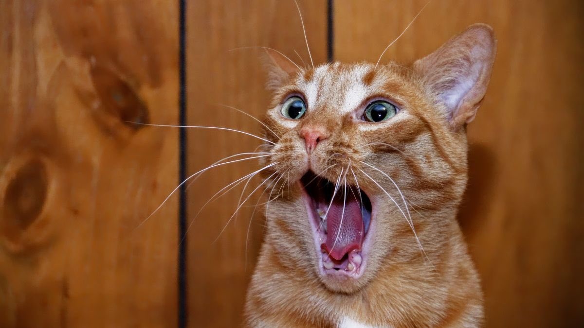 17 curiosos datos que te sorprenderán y que tal vez no conozcas