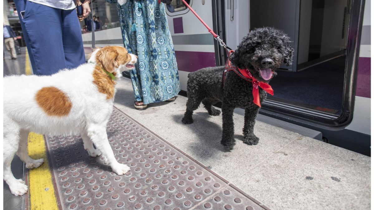 Renfe amplía los trayectos para viajar con perros de hasta 40 kilos