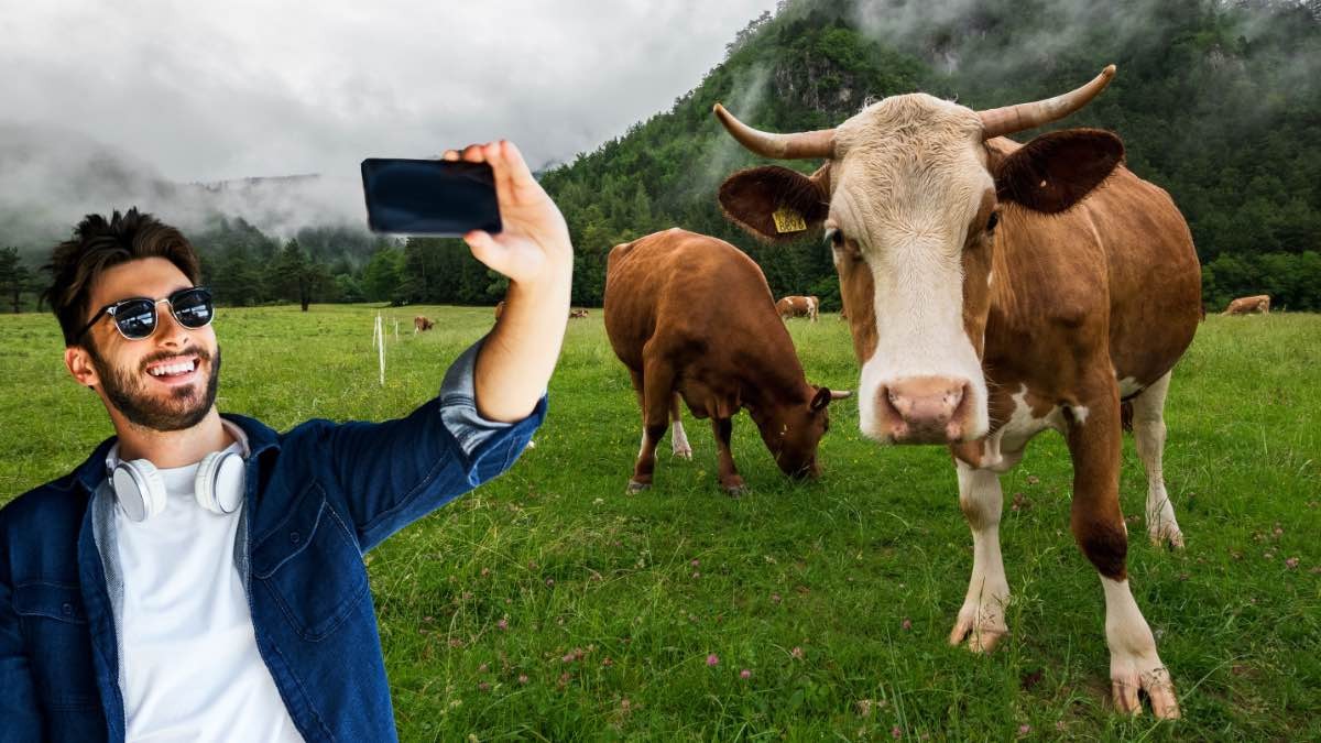 Se busca “tiktoker de vacas” para trabajar en una granja: podrás ganar 2.000€