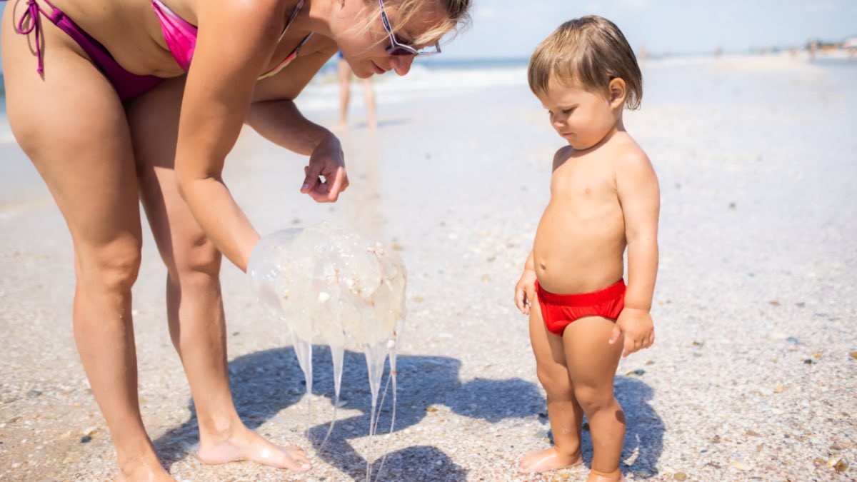 Así puedes saber cuáles son las playas libres de medusas