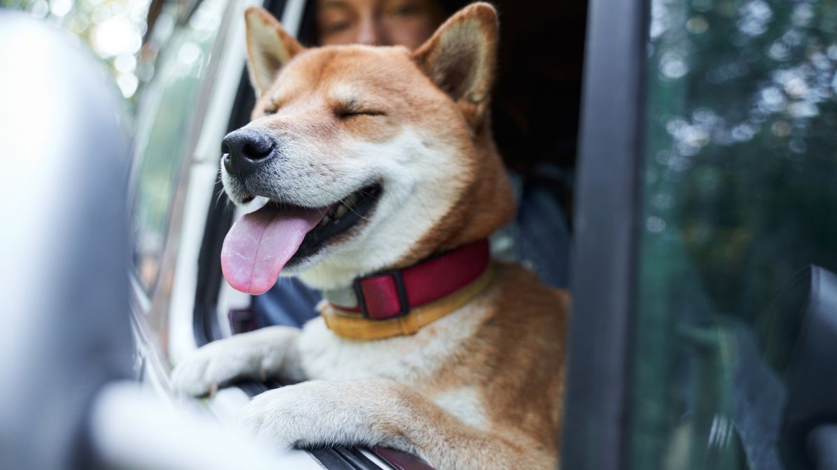 La Guardia Civil avisa cómo llevar a tu perro en el coche para que no te multen