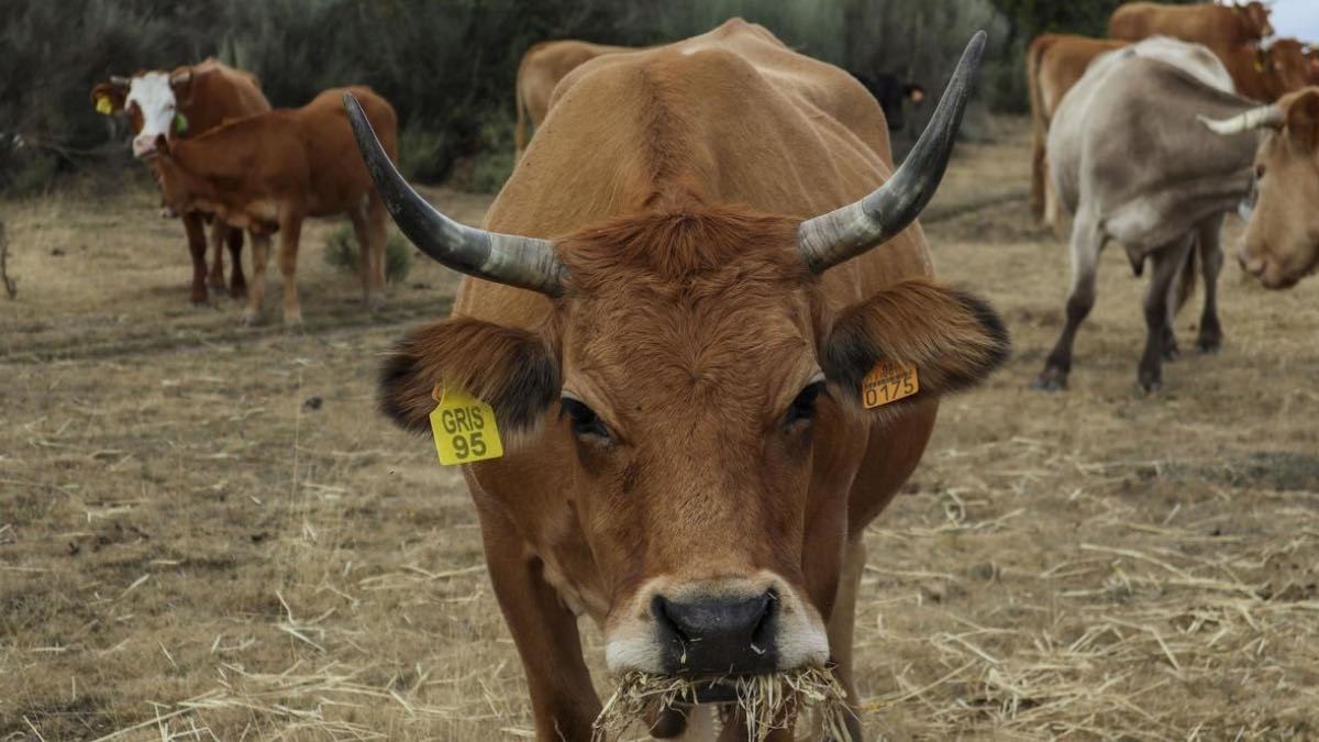 El Gobierno de España reparte la ayuda de 323 millones de euros para combatir la sequía