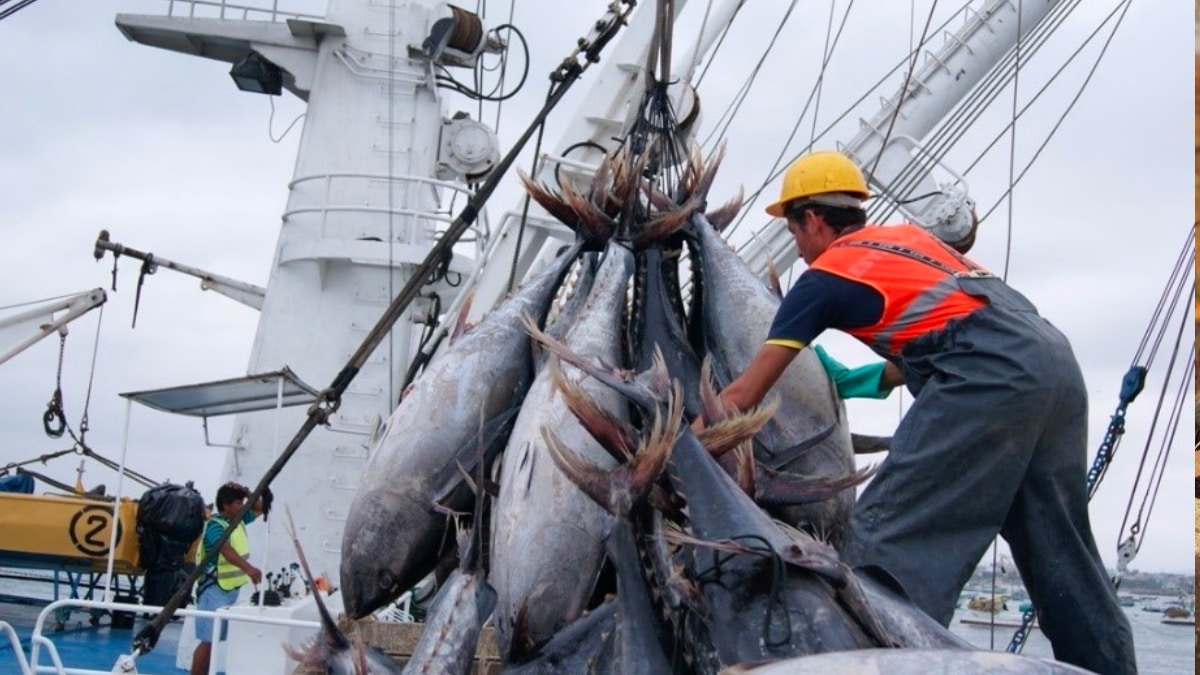 Pescador comercial