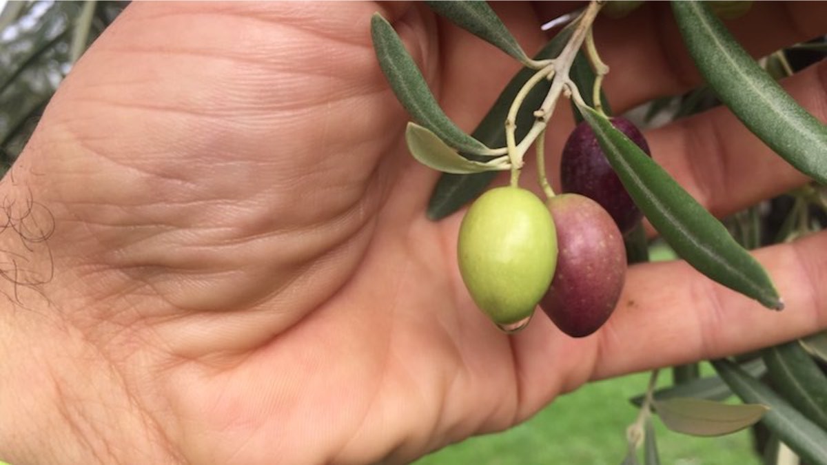 La caída del 40% de la cosecha de aceituna volverá a incrementar el precio del aceite de oliva