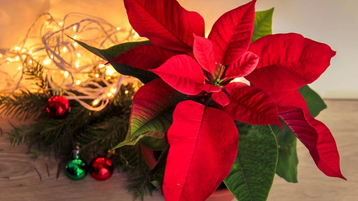 Cómo hacer que tu Pascuero dure bonito y con hojas todas las Navidades