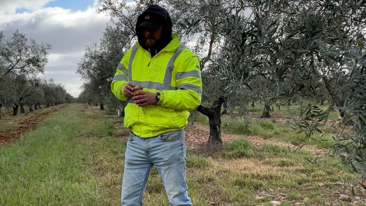 "El precio del aceite de oliva no va a bajar a corto plazo pero si sigue lloviendo, lo hará el año que viene"