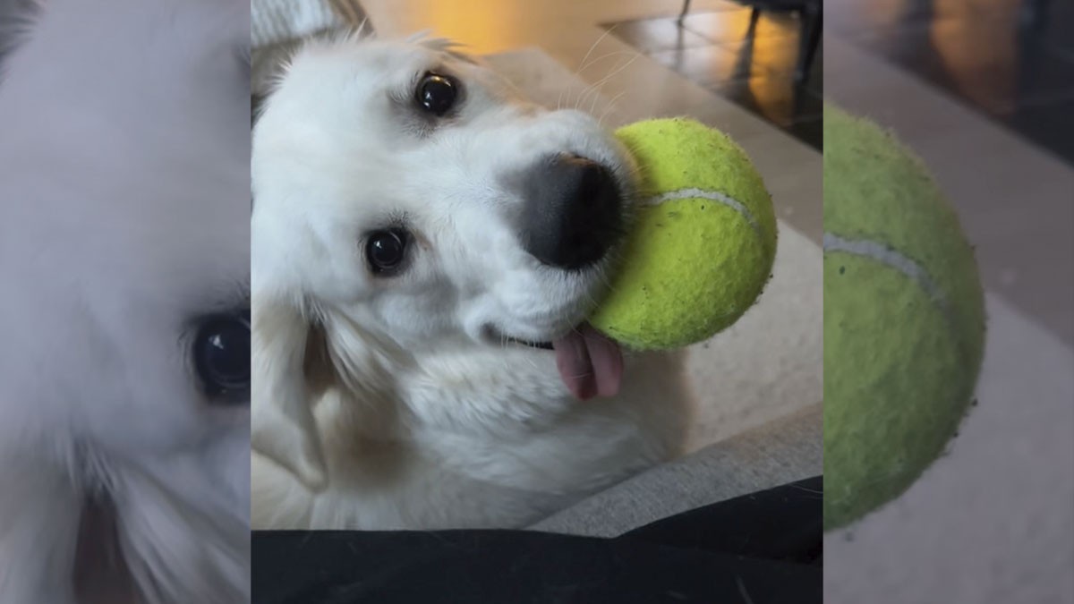 Intenta teletrabajar desde su casa, su perro hace esto y así reacciona su dueña