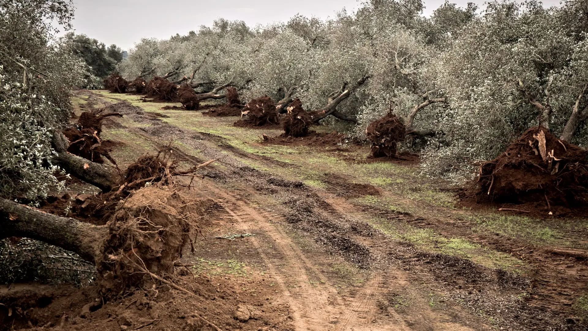 El país que se está quedando sin aceite de oliva y ha hecho saltar las alarmas a nivel mundial