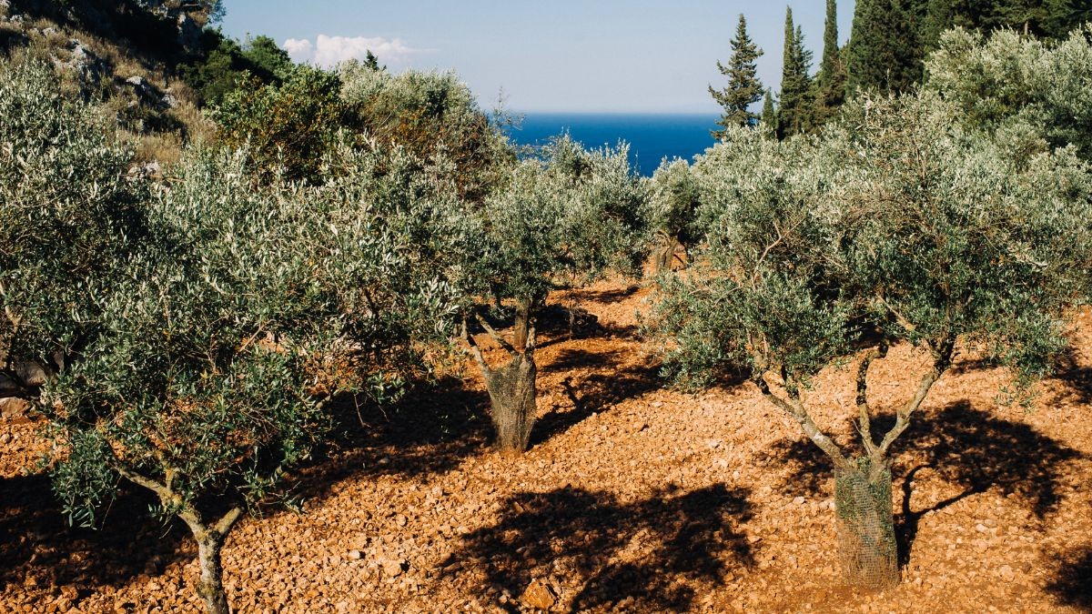 Los tres países que amenazan a España con la producción del aceite de oliva