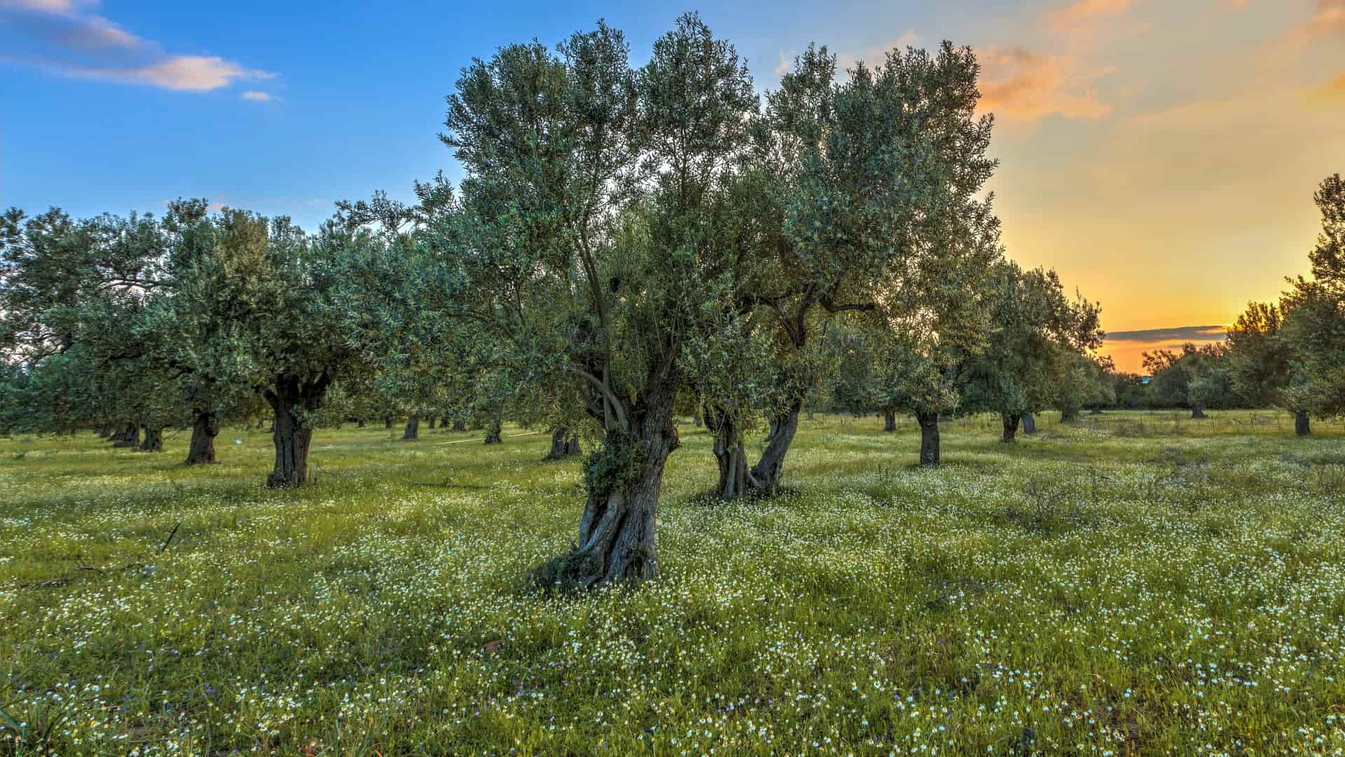 El aceite más saludable del mundo no está en Italia, sino en esta ciudad de España