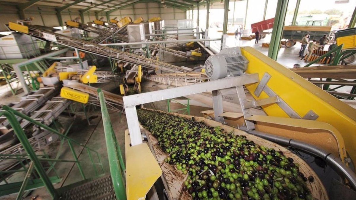 La Comunidad Autónoma que se ha convertido en líder mundial en la exportación del aceite de oliva