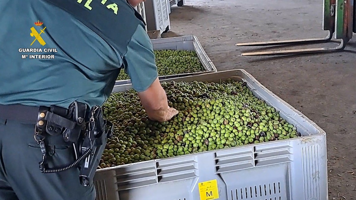 Intenta robar 500 kg de aceitunas y busca librarse de la Guardia Civil con una excusa que ya es 'historia'